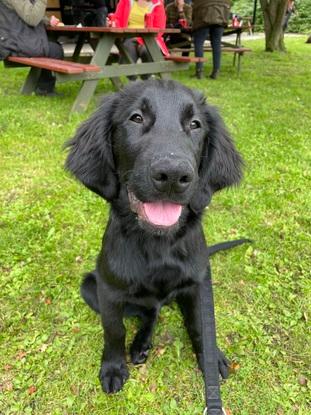 Mine forældres nye hund, Caspian (flatcoated retriever)