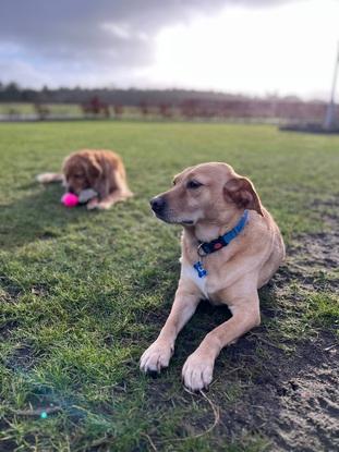 Kasper og Molly 