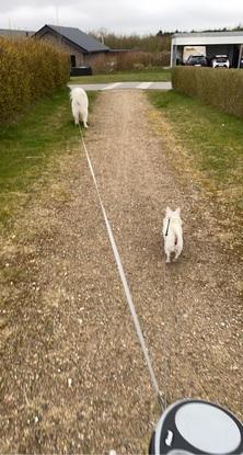 Hundeluftning af samoyede og chiuaua
