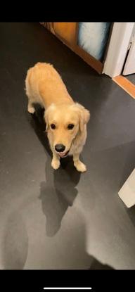 Billede af hund jeg har passet ￼