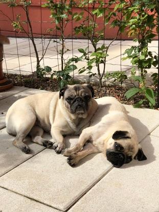 Lucy og Gweni på terrassen