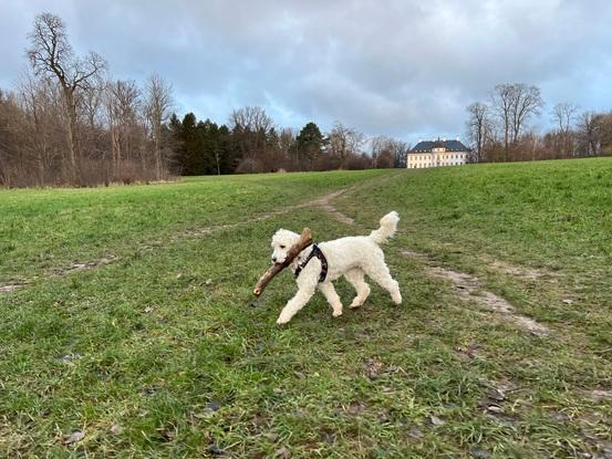 En dejlig dag i Bernstorffsparken 🐶❤️