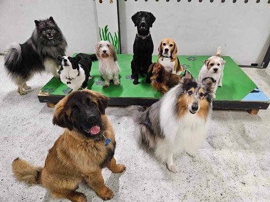 Hundehaven Potefryd