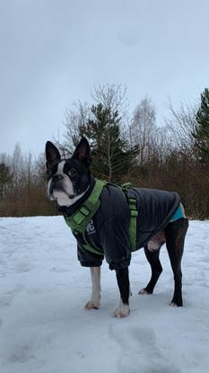 Min dele hund Maximo, som bor hos mine forældre ♥️