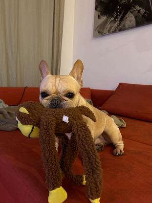 Yoda