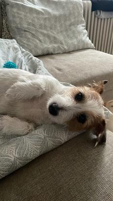 🐶