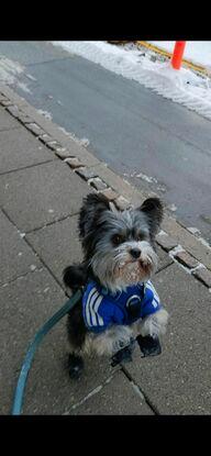 Passer godt på hunde i kulden