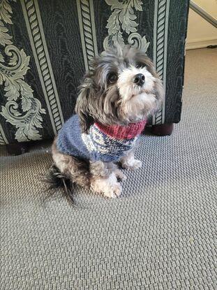 Min hund Rudy