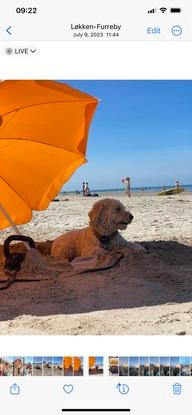 Hellerup strand ligger heller ikke langt fra os:)