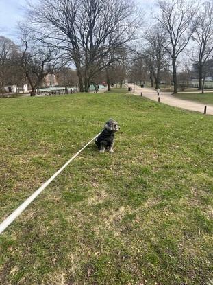 Tur med Konrad i Fælledparken