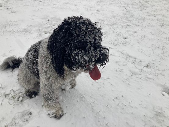 A walk in the snow 