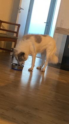 Hund jeg har passet som får mad som skal tilbedres på komfuret