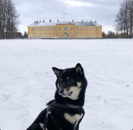 I sne og slud, skal vovsen ud