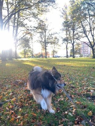 Dette er Diego, en ældre og smuk hund som nyder lange gåture. Jeg elsker at gå lange ture i de dejlige naturområder der er inde i byen. Her er vi ved Fælledparken