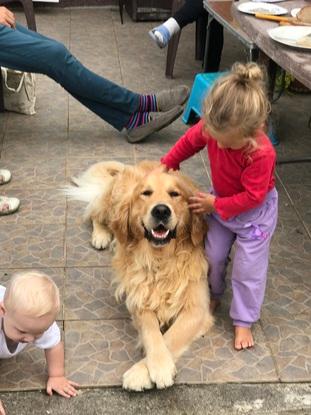 Family dog Ron