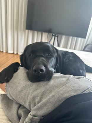 Chico, som jeg har passet