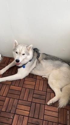 Hund på besøg