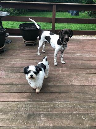 Cody og Uffe som er på besøg