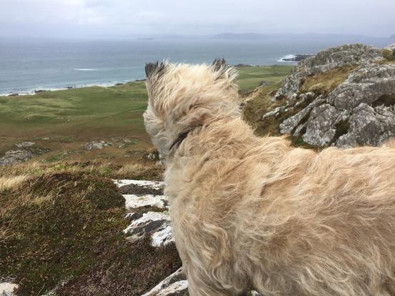 Harry på eventyr-Isle of Iona, Skotland/Harry on adventure Isle of Iona Scotland