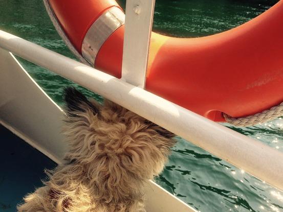 Harry på sejltur-Como søen, Italien/Harry on a boat trip on the Como lake Italy